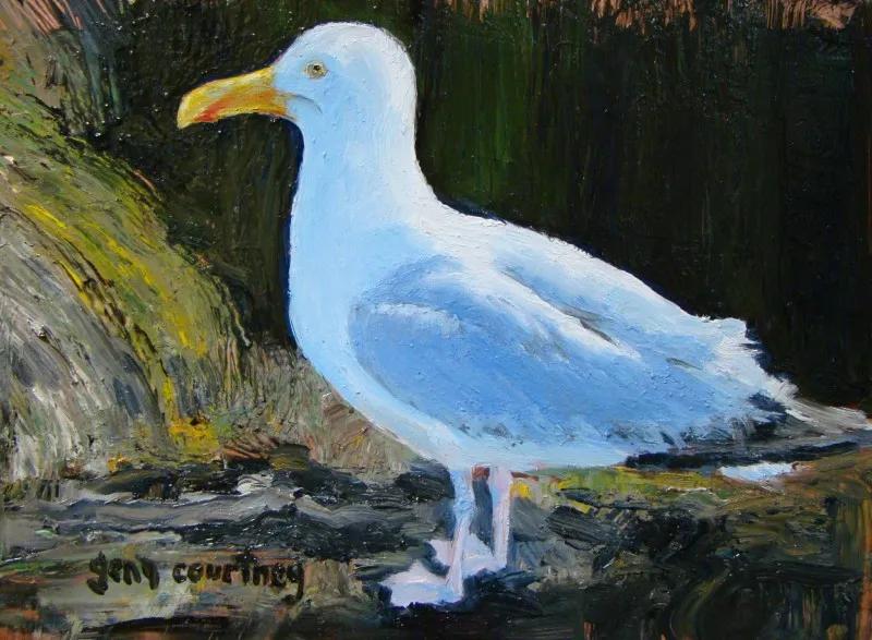 Maine Gull